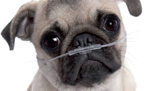 We've got clear puppy vaccination schedules to follow, and helpful ideas for socialising your puppy before their immunity is established. Pugs and Bulldogs: why do we think it's normal to watch ...