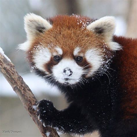 Cincinnati Zoo On Instagram “red Pandas Are Classified As Endangered