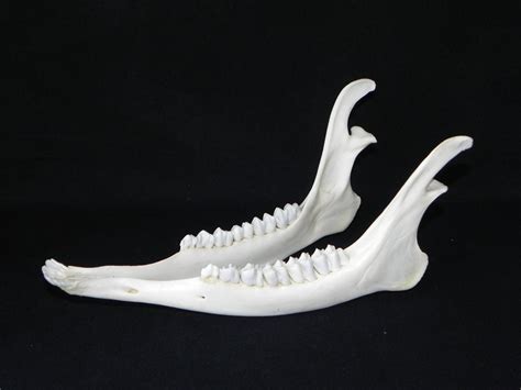 Deer Jaw Bone Bones Skull Taxidermy Animal Craft Teeth