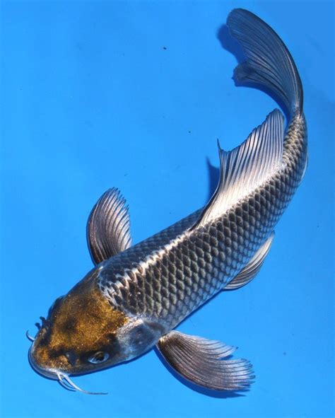 10 Koi Fish Tail Article Dasxzca