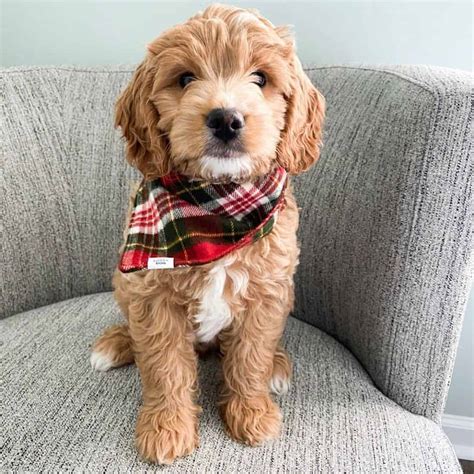 They grow so fast, its as they grow their colors are starting to show #transformationtuesday they are available. Miniature Goldendoodle Ultimate Guide: Pictures ...