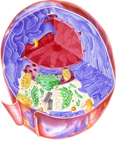 Cell Showing Internal Structures Stock Illustration Illustration Of