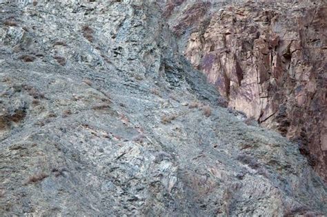 Pictured Can You Spot The Legendary Snow Leopard Camouflaged On A
