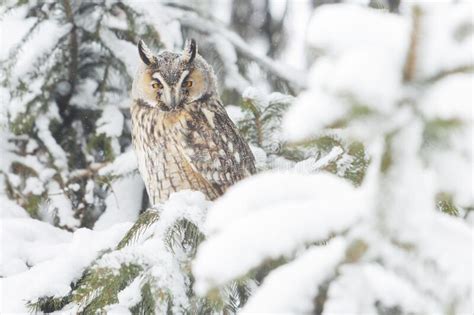 Owl On A Snow Covered Tree Stock Photo Image Of Wildlife 264131138