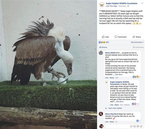 Gender Fluid Male Vulture Leaves Keepers Stunned By Laying An Egg