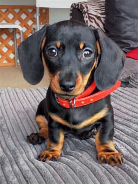 I Love Dachshunds Puppies Cute Puppies Cute Dogs