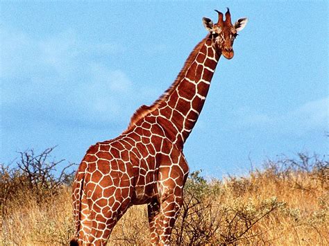 Giraffes Fact Or Fiction