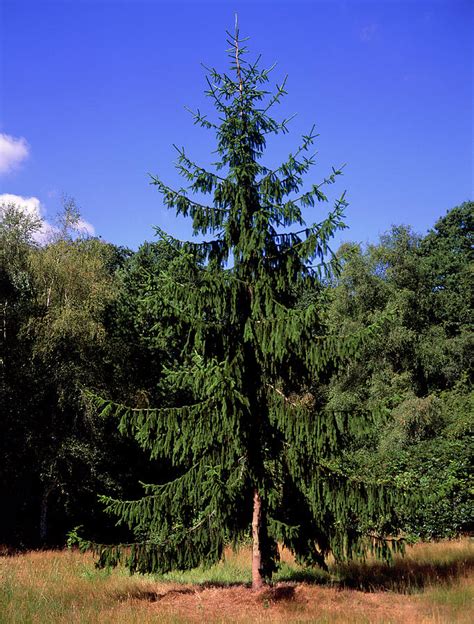 Norway Spruce Tree Photograph By T P Whitworthscience Photo Library