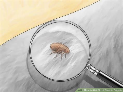 4 Ways To Get Rid Of Fleas In Carpets Wikihow