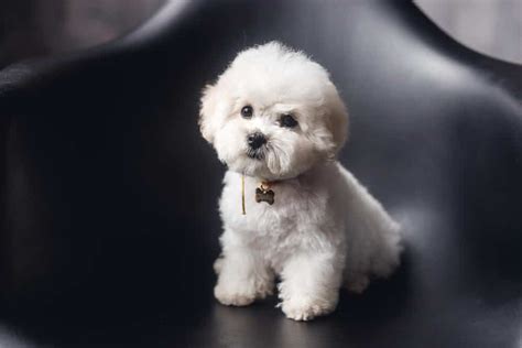 12 Small Hypoallergenic Dogs That Wont Cause Hives 2022