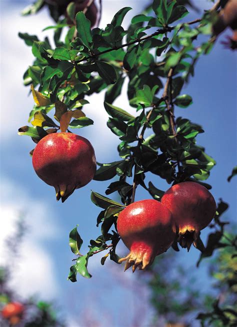 How To Grow Pomegranate Trees In Containers