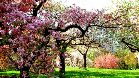 Colors Of Spring Tree Sunshine Garden Beauty Nature Wallpapers