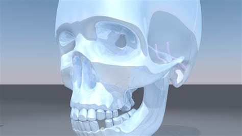 The reference for implantology professionals. Skull jaw dental implant 3D model - TurboSquid 1326588