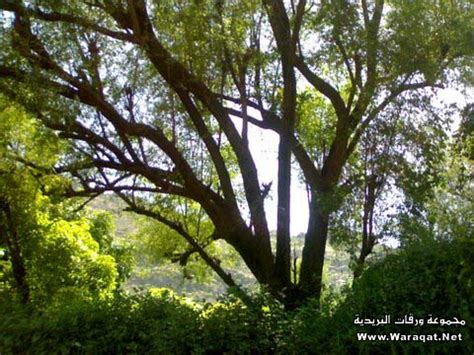 لطلع النخيل فوائد عديدة فهو يقي من هشاشة العظام، ويقوي البنية العظمية ويساهم في علاج العقم وزيادة الخصوبة عند النساء.والرجال، المزيد من المعلومات في صفحة المنتج. رحلة مصورة في قرية الموجر بمحافظة تعز اليمنية ...