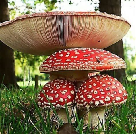 Giant Mushrooms Stuffed Mushrooms Magical Mushrooms Wild