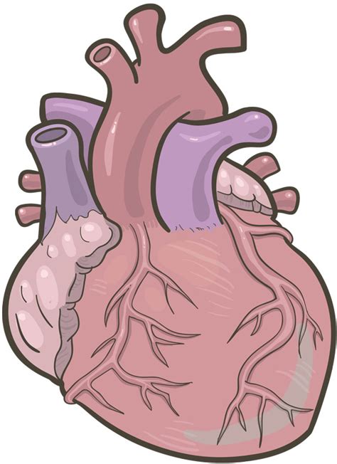 Human Heart Drawing Png Clip Art Library
