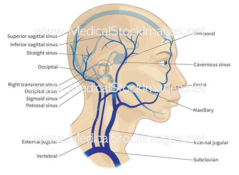 Arterial anastomosis interconnects them to form a circle of connecting arteries at base of brain more than one route for blood to get to brain. Major Veins of the Head and Neck (labelled) - Medical ...