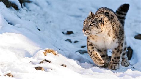 7amazing Snow Leopard Cool Facts