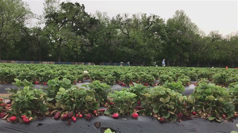 Welcome to our channel and thank you so much for watching! Sweet Berry Farm Marble Falls still open | kvue.com