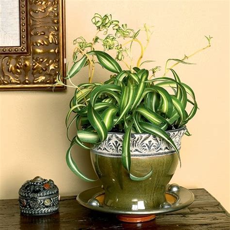 Plus, we have plants safe for cats and dogs you'll love for placing around your home and backyard where your furry friends may lounge or explore. 11 NASA Approved Air Purifying Plants Safe For Cats