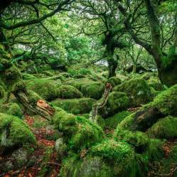 Dartmoor Ancient Forest Wistmans Woods Ancient Forest Nature View