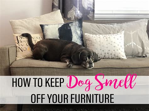 How To Keep Dog Smell Off Your Furniture Kols Notes