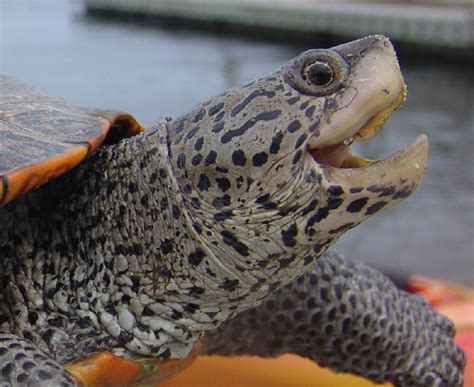 Amazing First Terrapin Capture In Windy Sippican Harbor Turtle Journal