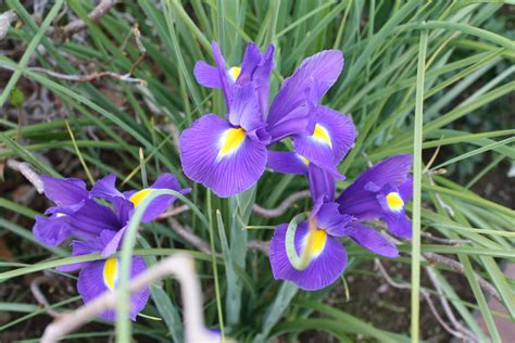 Sunny Simple Life Growing Dutch Iris