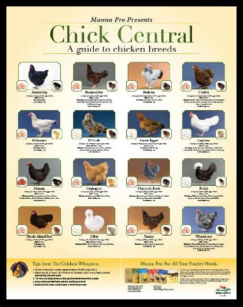 Bantam Chicken Breeds Chart A Guide To Raising And Caring For Small