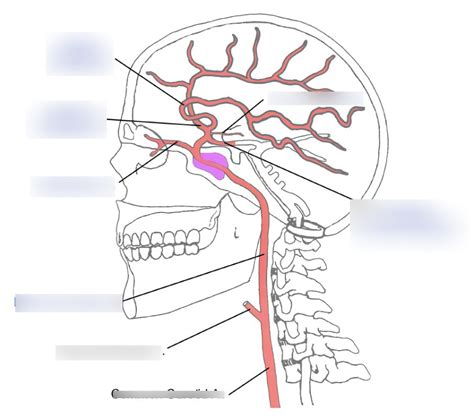 Internal Carotid Artery Diagram Quizlet