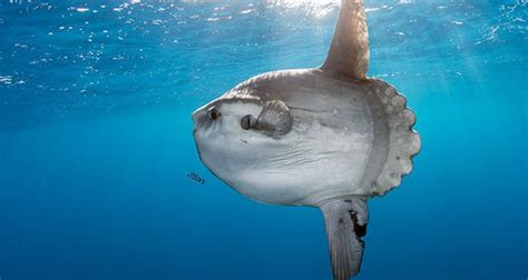 Meet The Mola Mola The Rhino Sized Floating Fish Head Sunbathing