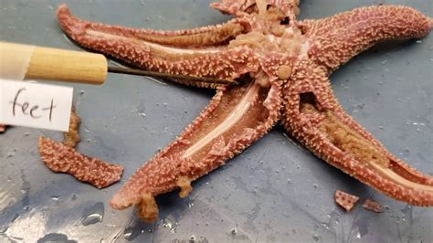 Sea Star Dissection Video Youtube