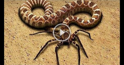10 Rarest Snakes In The World