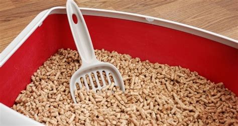 Choosing The Right Rabbit Litter Scoop For Your Bunny