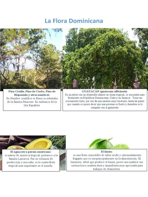 catalogo flora y fauna dominicana pdf limón américas