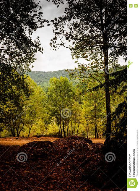 Peaceful Woodland Stock Image Image Of Forests Leaves 75699595