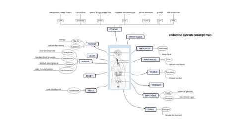 Endocrine System Map Sexiz Pix