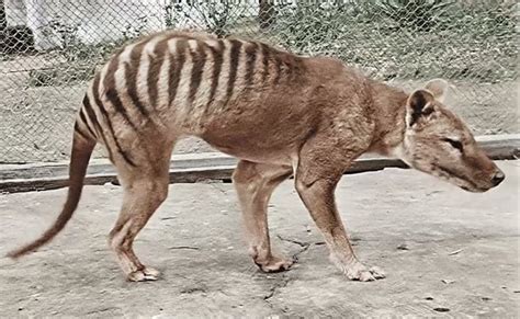 This Colorized Footage Of The Last Tasmanian Tiger Thylacine Is