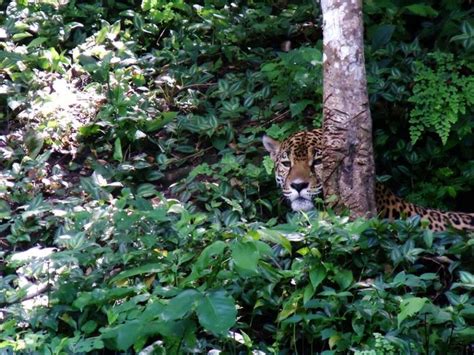 Otro Compatriota Jaguar En La Selva Petenera Guatemala Animals