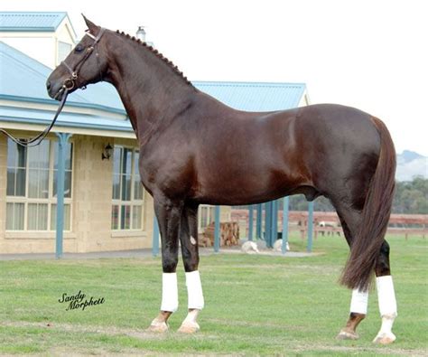The chestnut colour is defined by a completely red coat with red points (mane, tail, ear tips, lower legs). Chestnut? Or.....? - Page 2 | Horses, Warmblood horses ...