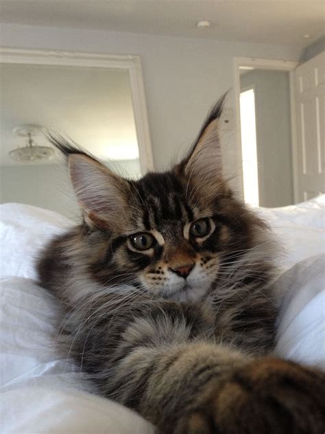 Pin On Maine Coon Cat My Xxx Hot Girl