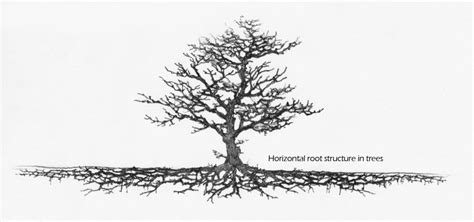 Proper Root Formation In Trees Nature With Us