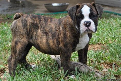 Our puppies are great working dogs and pets. OLD ENGLISH BULLDOG PUPPIES - IOEBA - Price: 1000 for sale ...