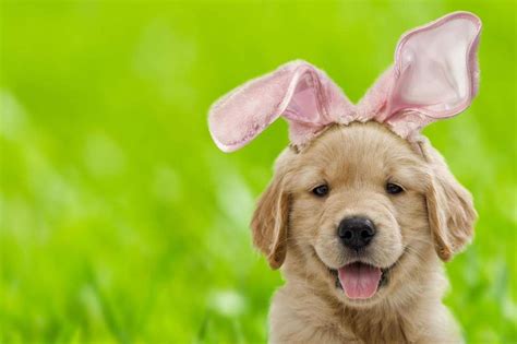 Easter What You Should Know About Letting Your Dogs Eat Chocolate Eggs