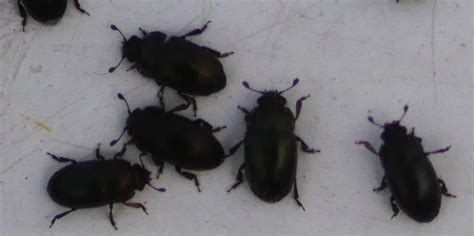 Hallo ich habe komische kleine käfer (schwarz mit braunem muster/streifen) in meinem zimmer, was könnte das sein und was kann ich da gegen tun? Kleine schwarze Käfer - Ungeziefer Ratgeber