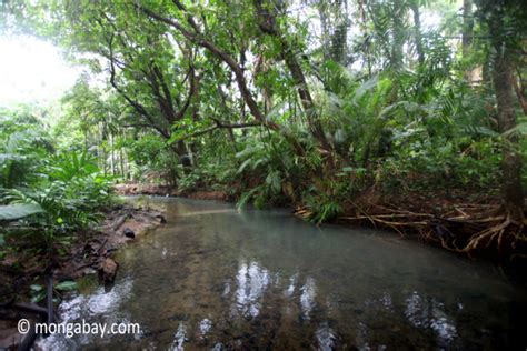 Lowland Jungle Creek In Ujung Kulon National Park