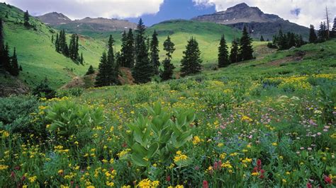 Free Download Mountains Landscapes Nature Meadows Colorado Wildflowers