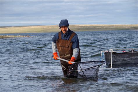 Researcher Studying Unique Food Web In Western Nunavut Waters