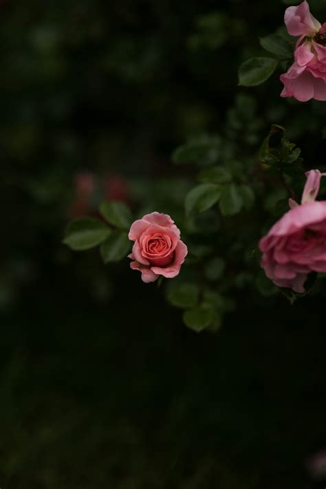 Pink Rose In Macro Shot Photography Photo Free Image On Unsplash
