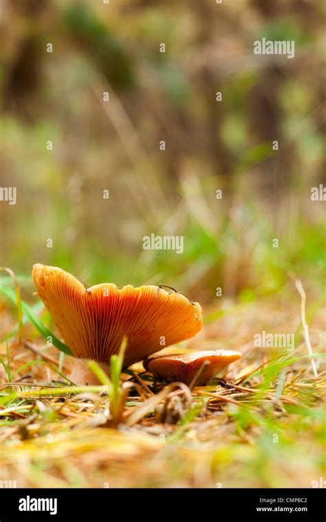 Orange Agaric Edible Mushroom Close Up Shoot Stock Photo Alamy
